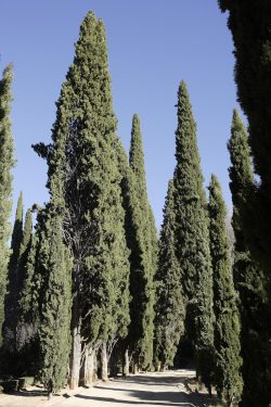 Promenade of the Cypress Trees in the Generalife.
