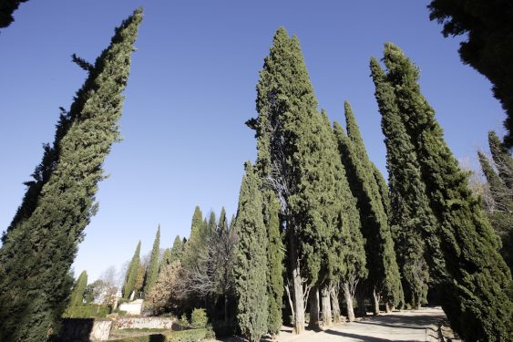 Promenade of the Cypress Trees in the Generalife.